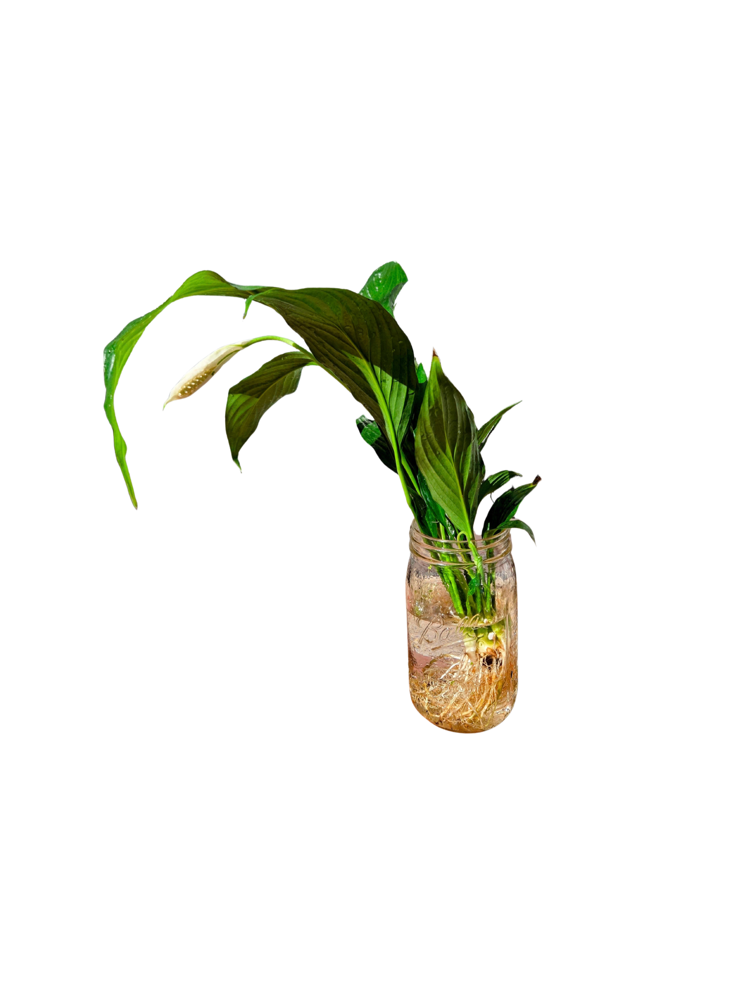 Untitled Design (12).png