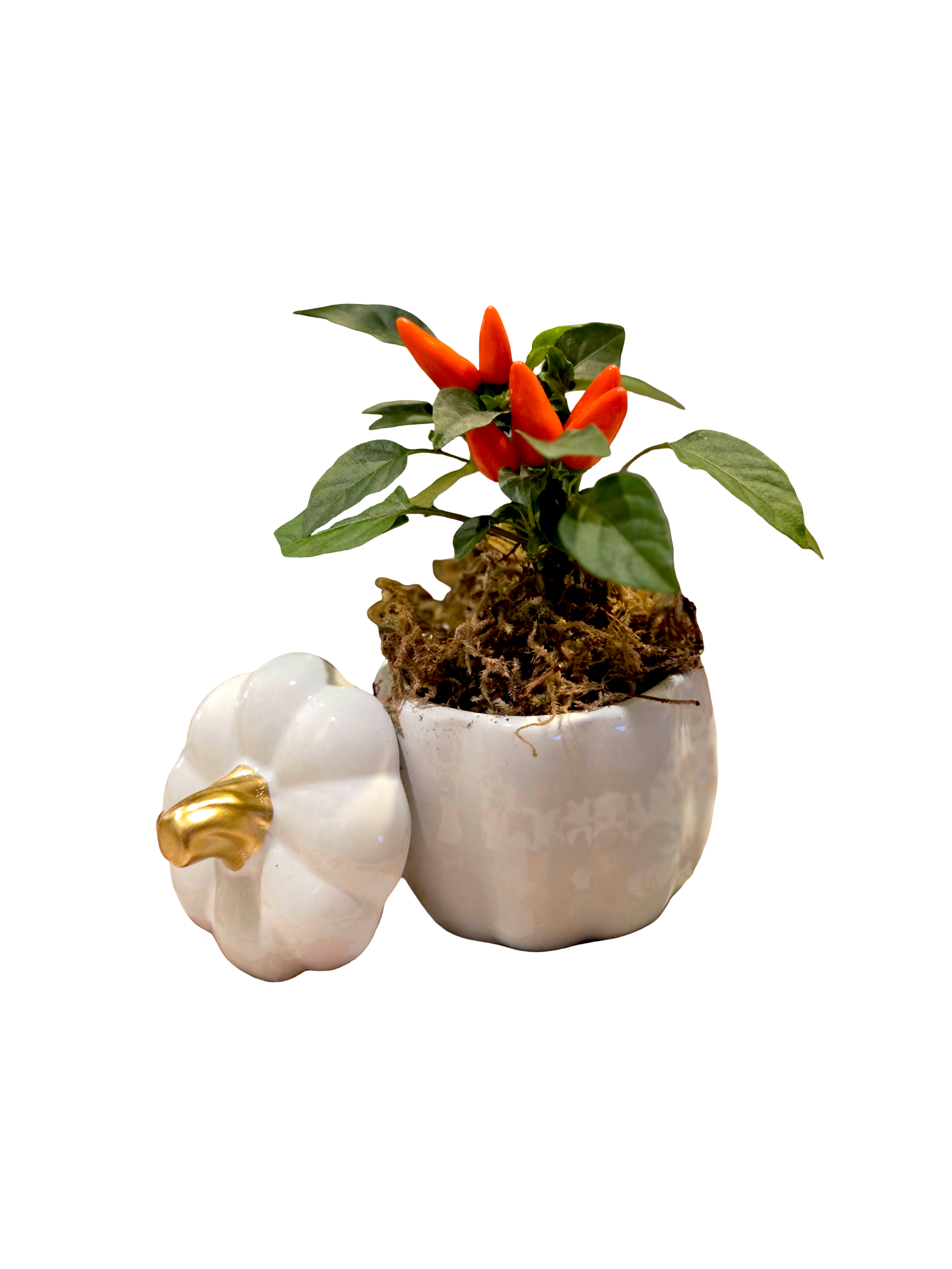 20261023_234108 (1).png
