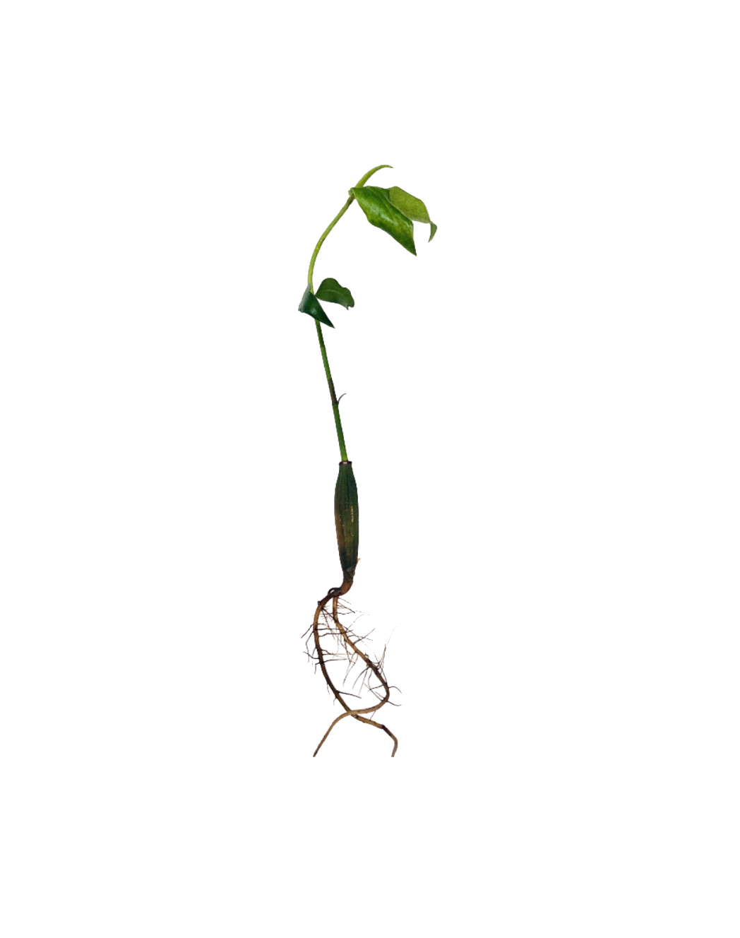 Orange Large Leaf Mangrove.png