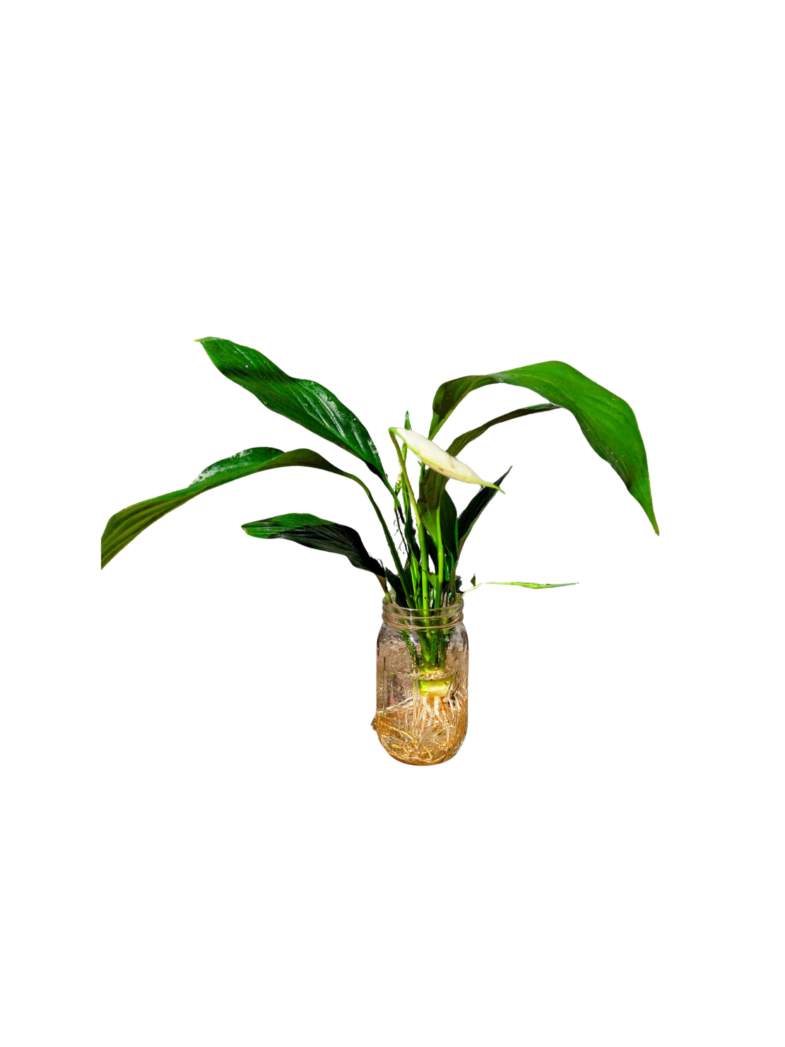 Untitled Design (6).png