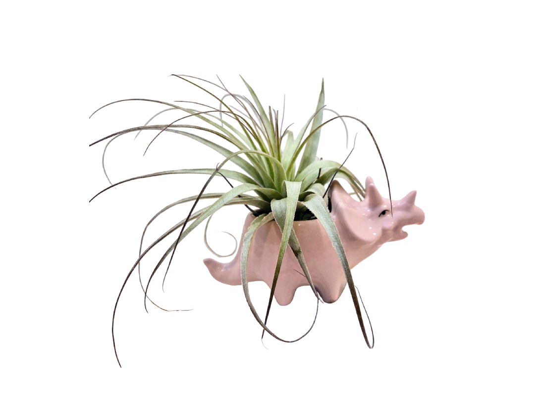 Ceramic Triceratops Pot & Plant Combo