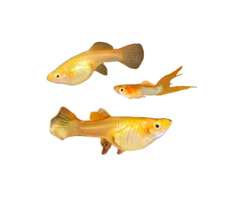 Japan Tropical Sky Guppy (Trio)