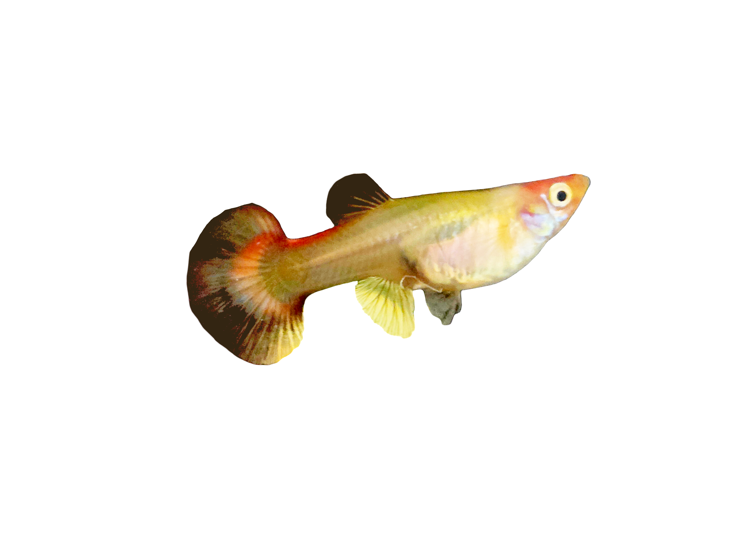 Platinum Koi Guppy (Female)