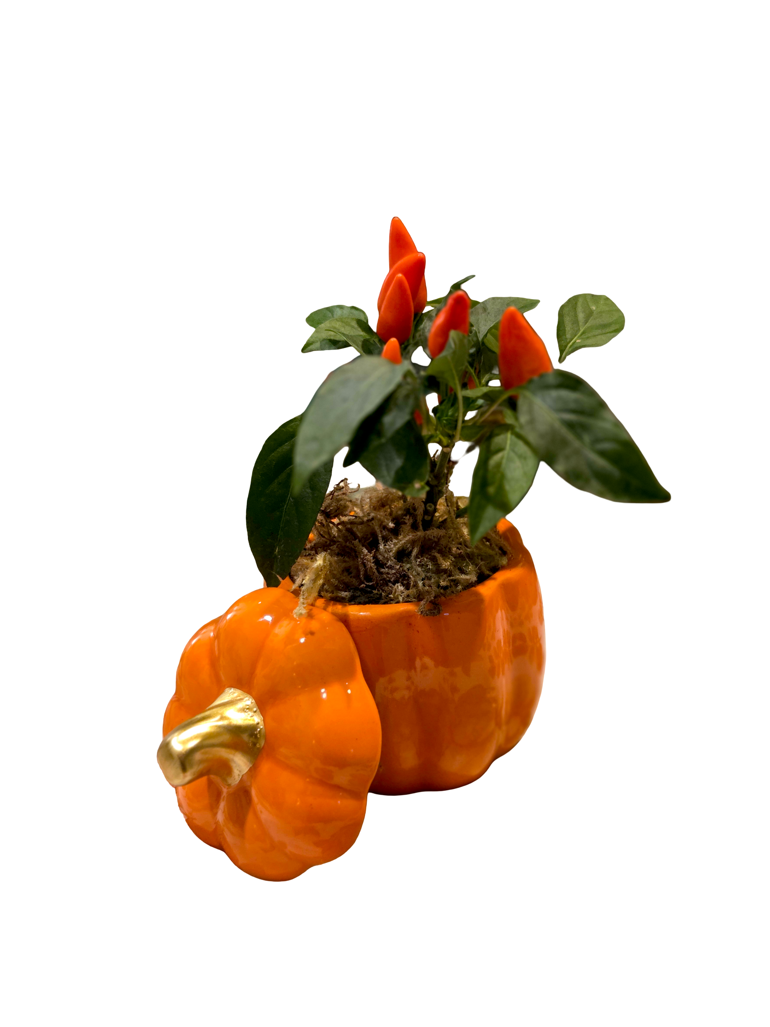 20261023_234032 (2).png