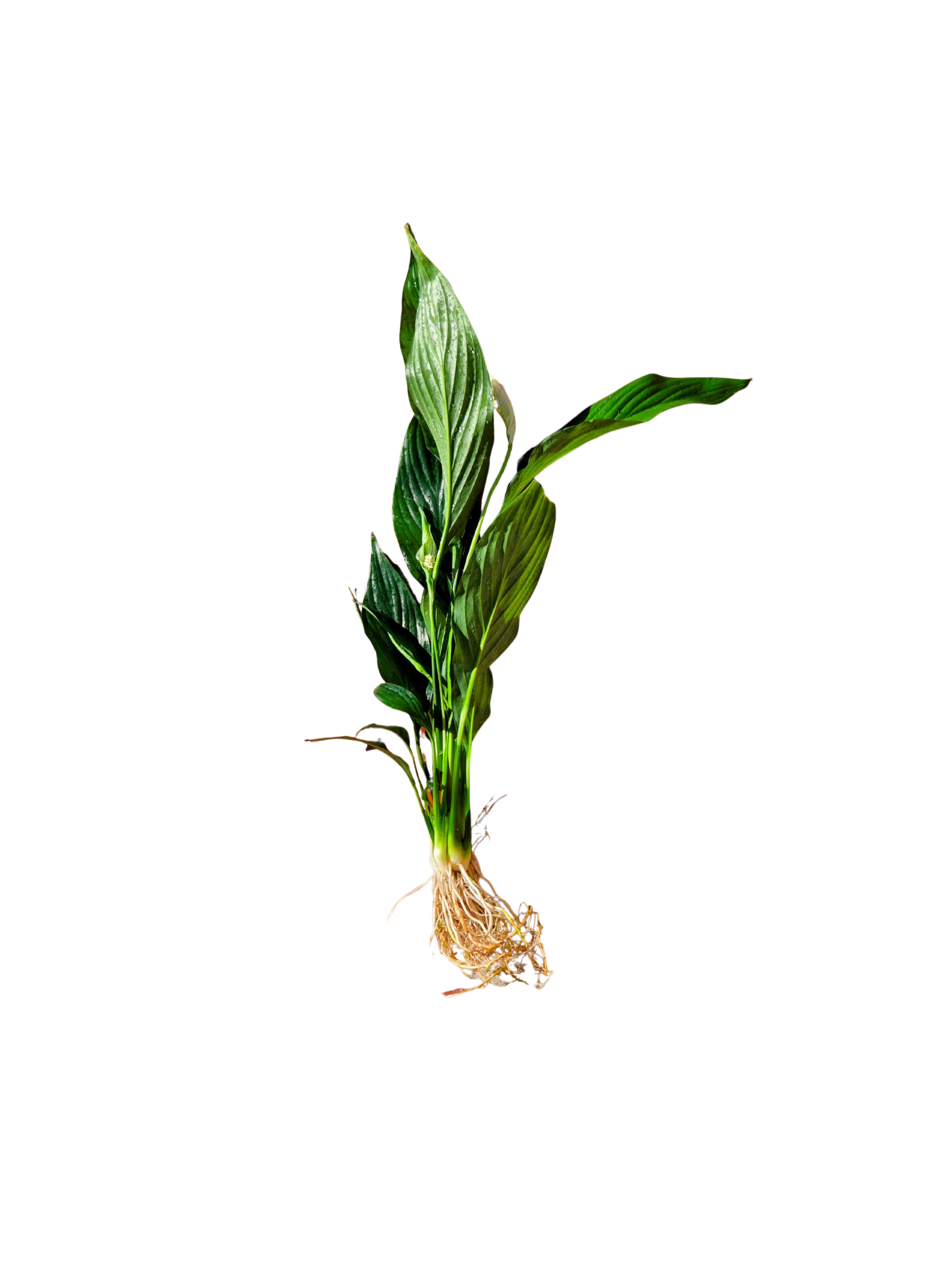 Aquatic Peace Lily