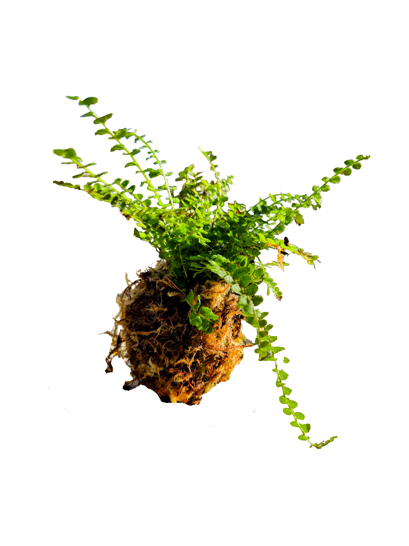 20260908_171208-EDIT (1).png