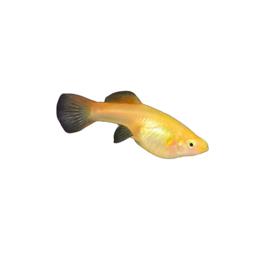 Japan Tropical Sky Guppy (Female)