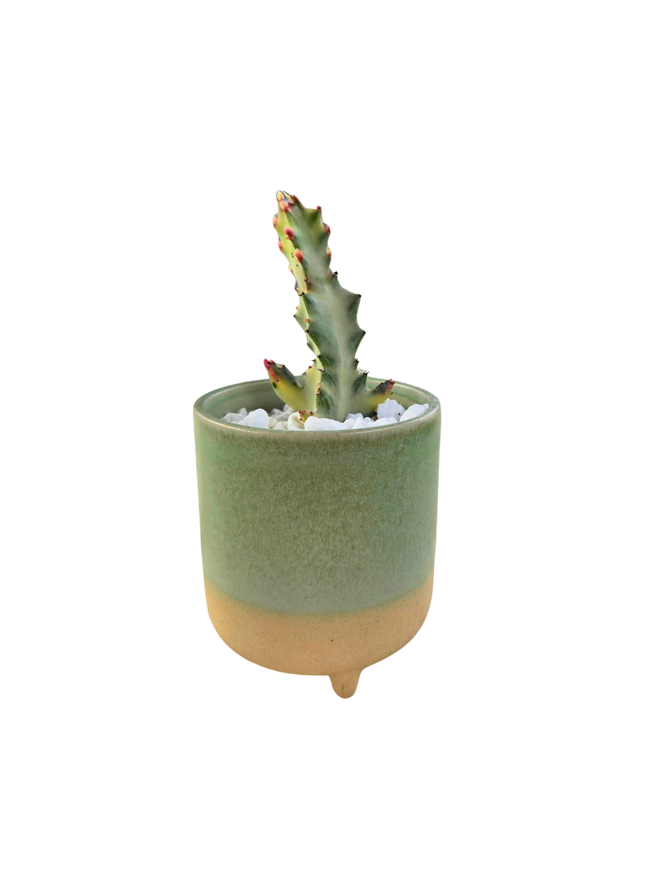 Potted White Ghost Dragon Bone Cactus