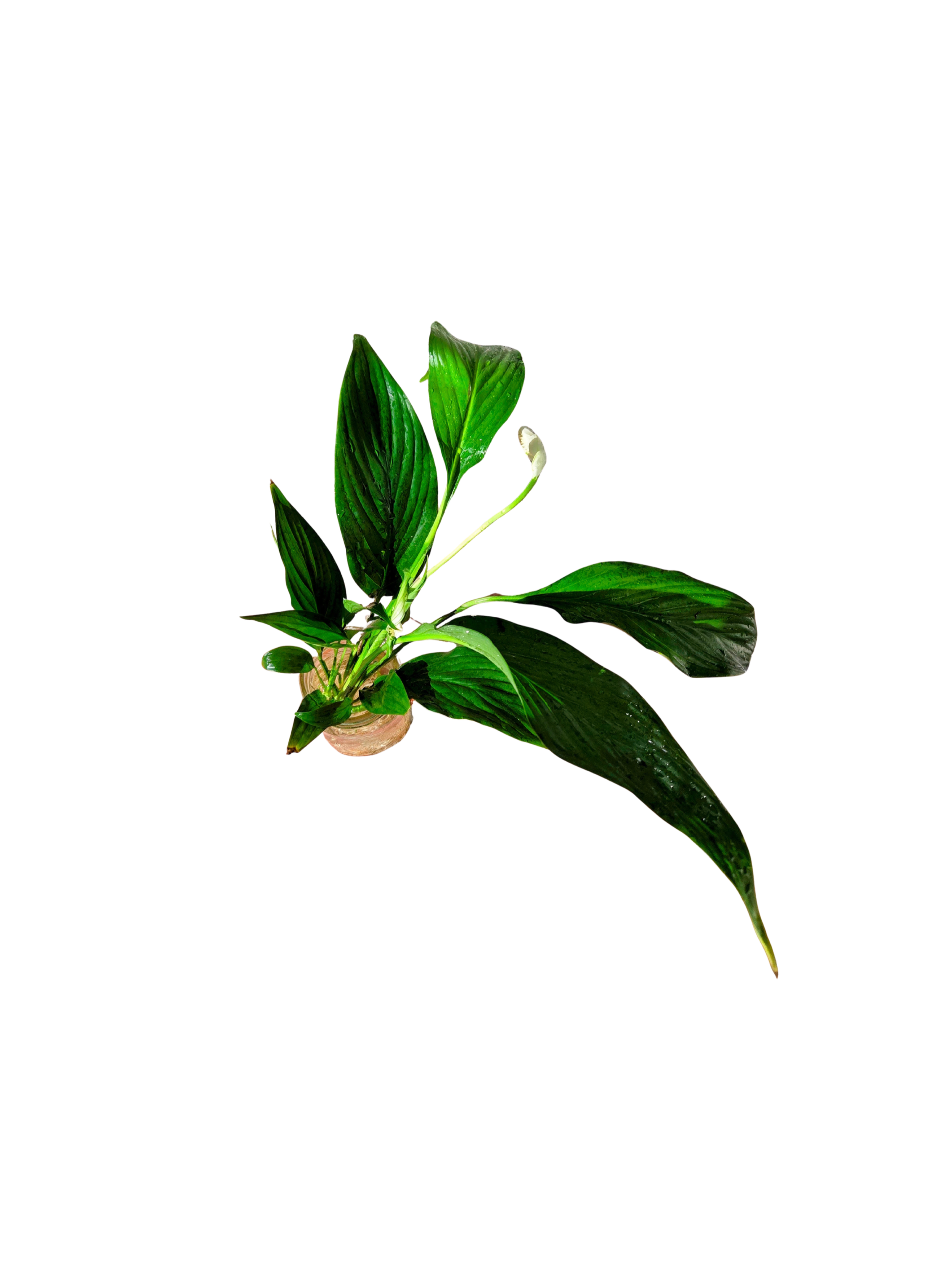 Untitled Design (8).png