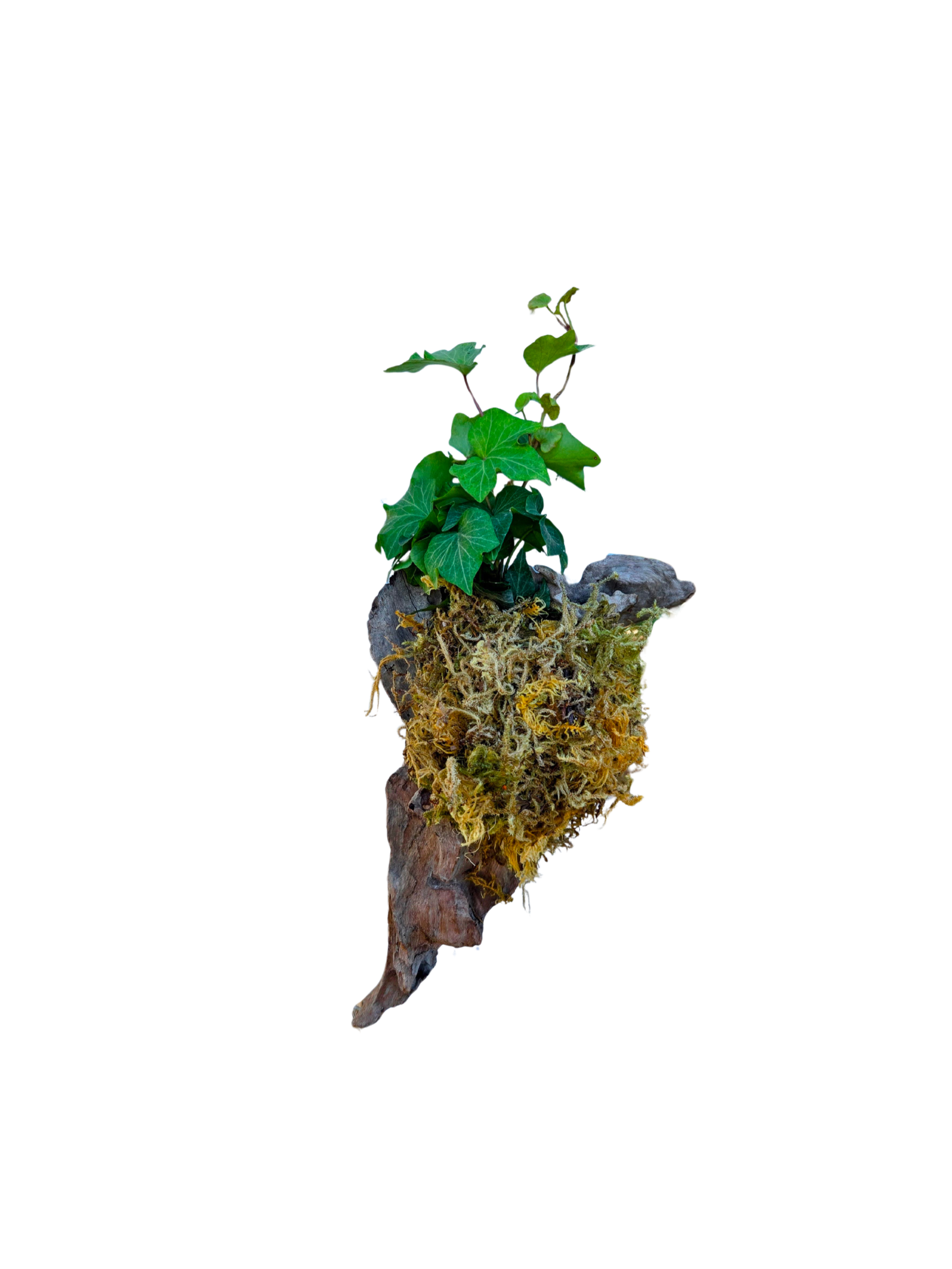 Untitled Design (5).png