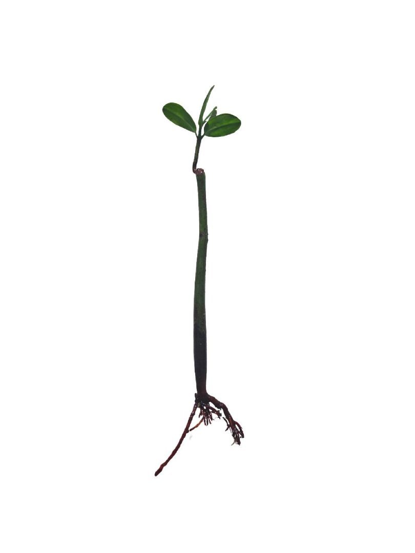 Red Mangrove