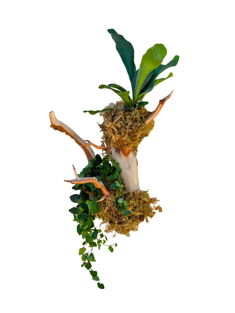Mounted & Planted Driftwood Plants