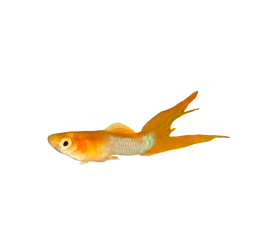 Japan Tropical Sky Guppy (Male)