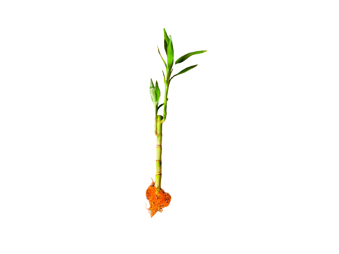 20260918_155053-EDIT.png