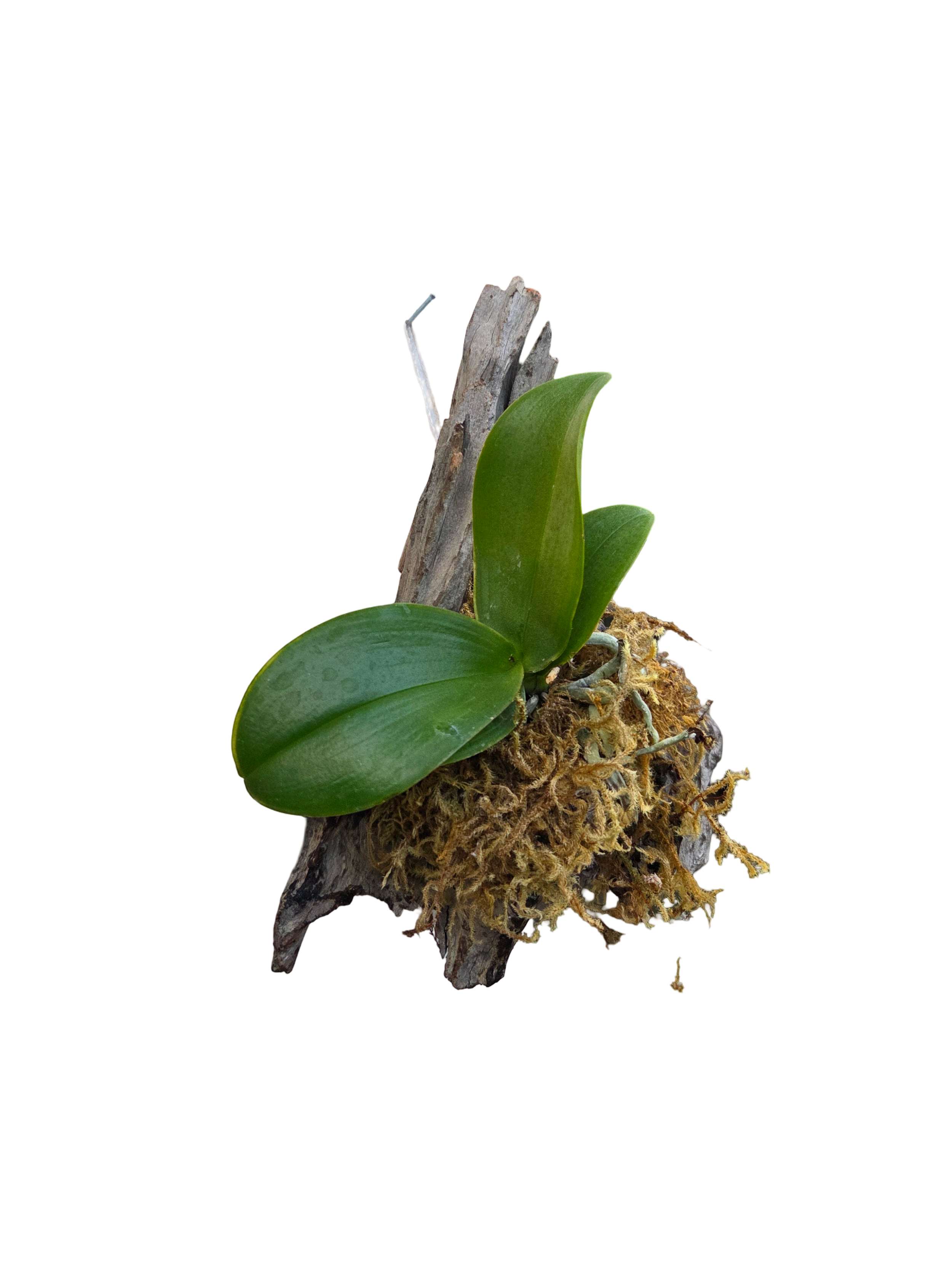 Mounted Moth Orchid on Driftwood