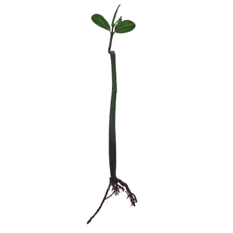 1+foot+mangrove.jpg