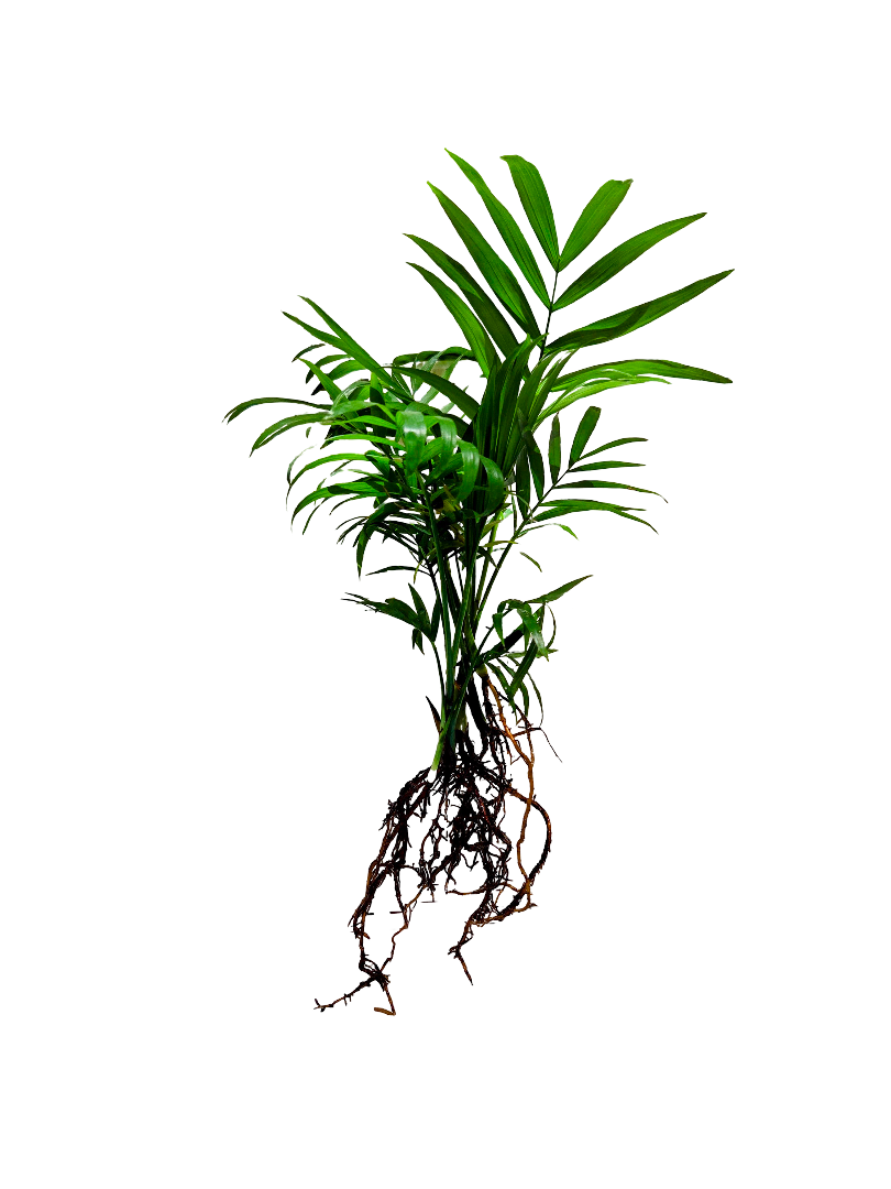 Aquatic Parlor Palm