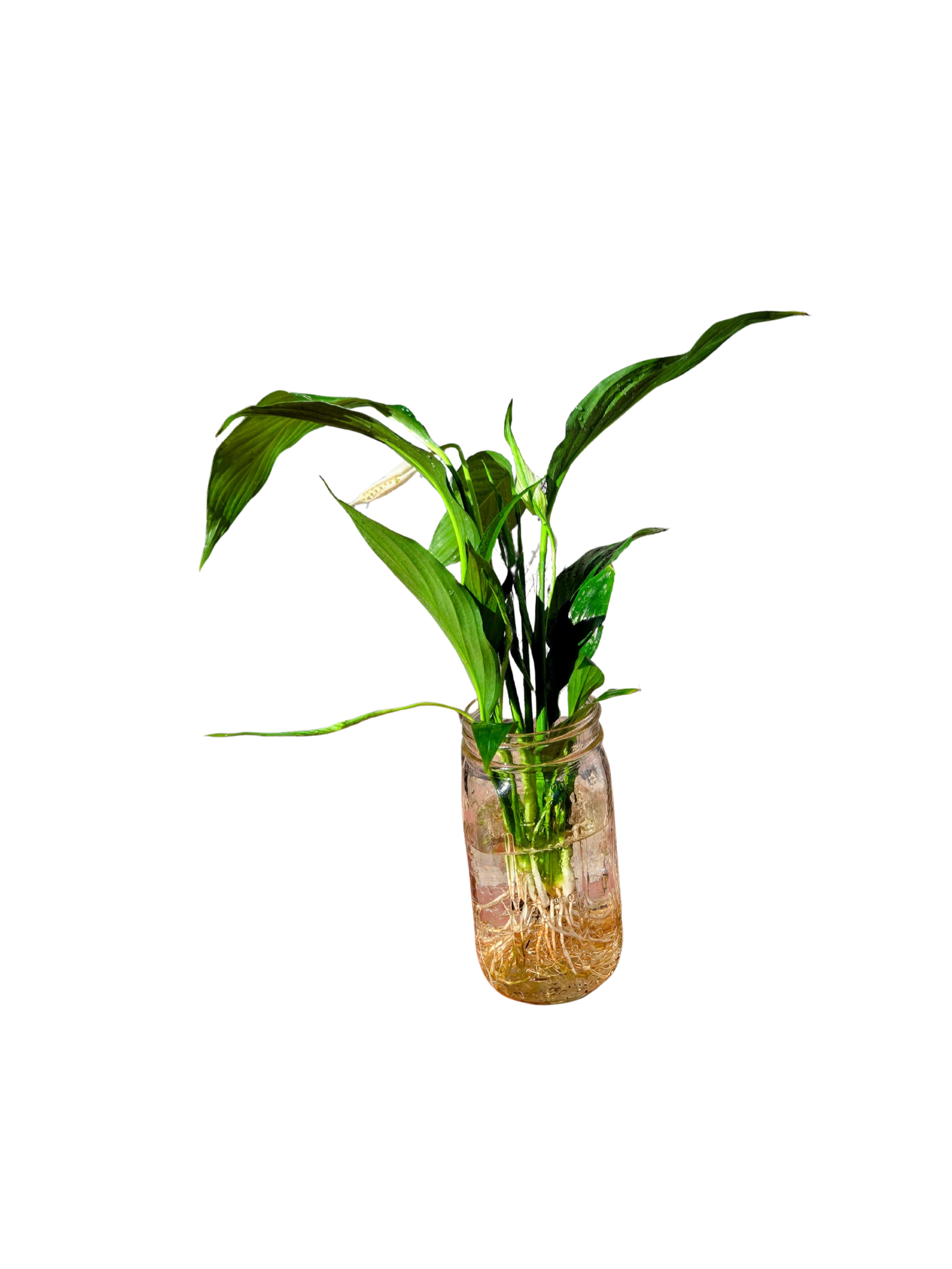 Untitled Design (13).png