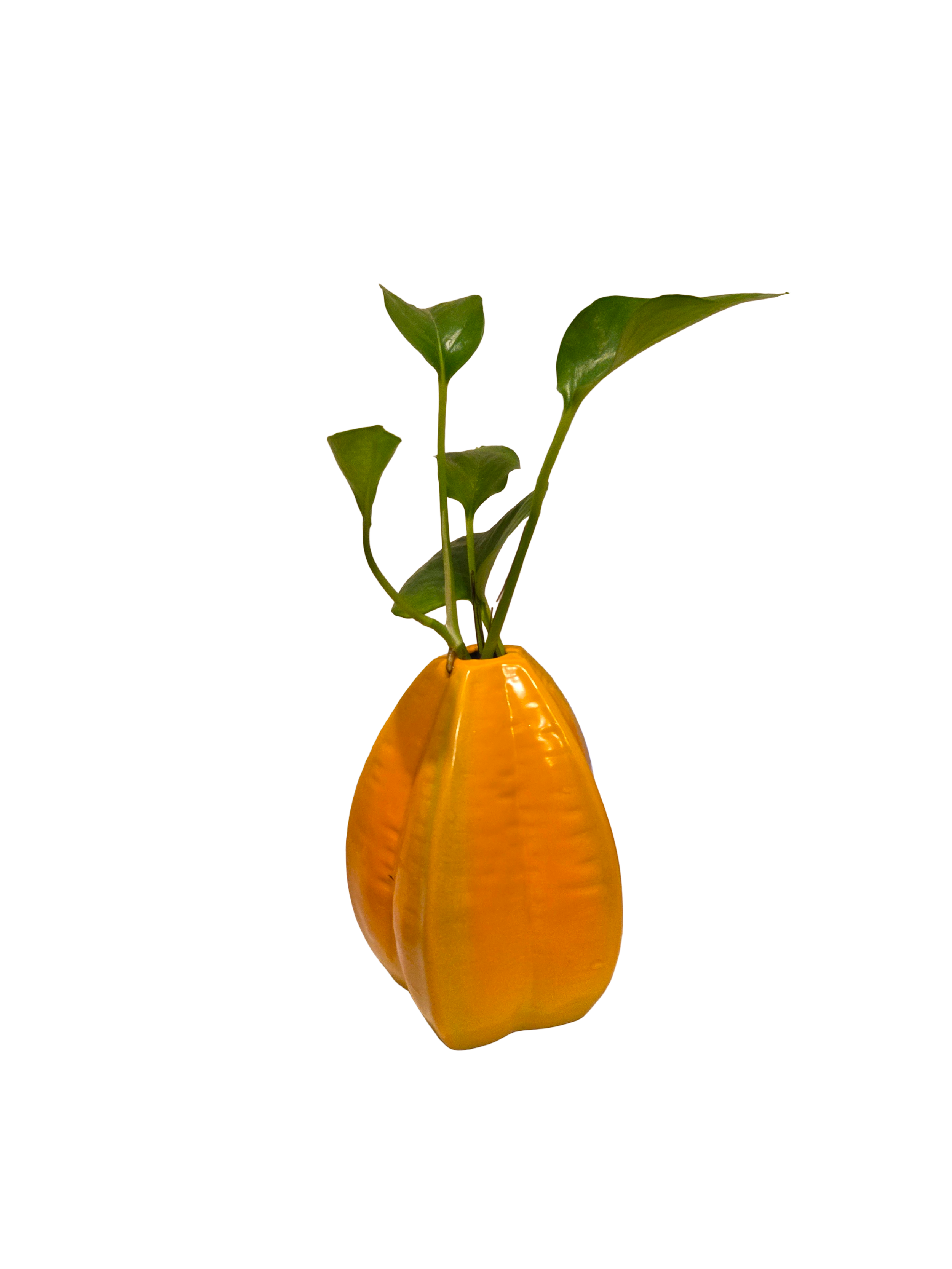 Starfruit Propagation Jar