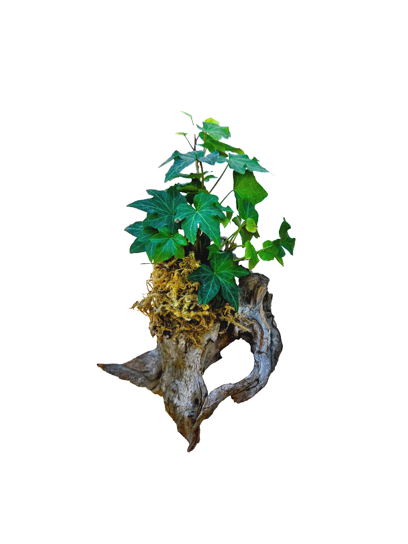 Mounted California Ivy on Driftwood
