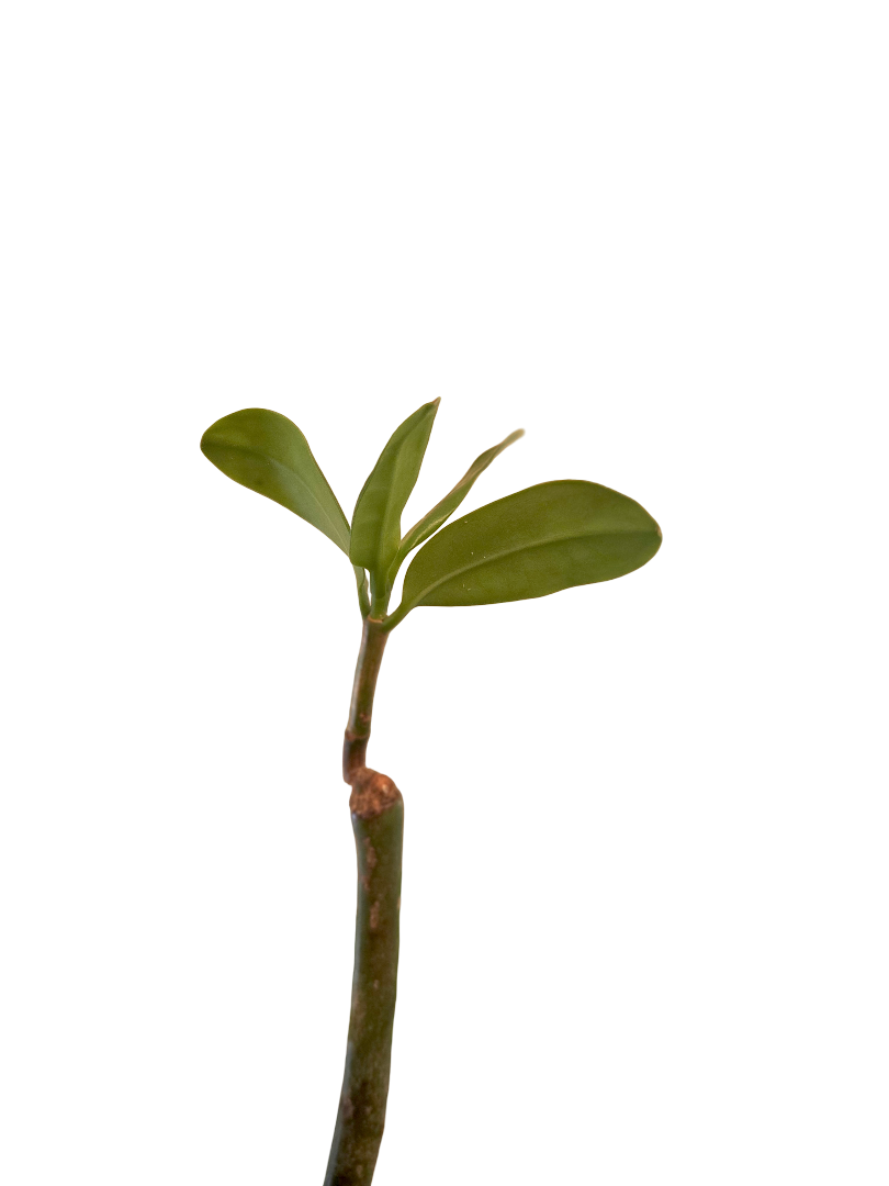 20260807_140853.png