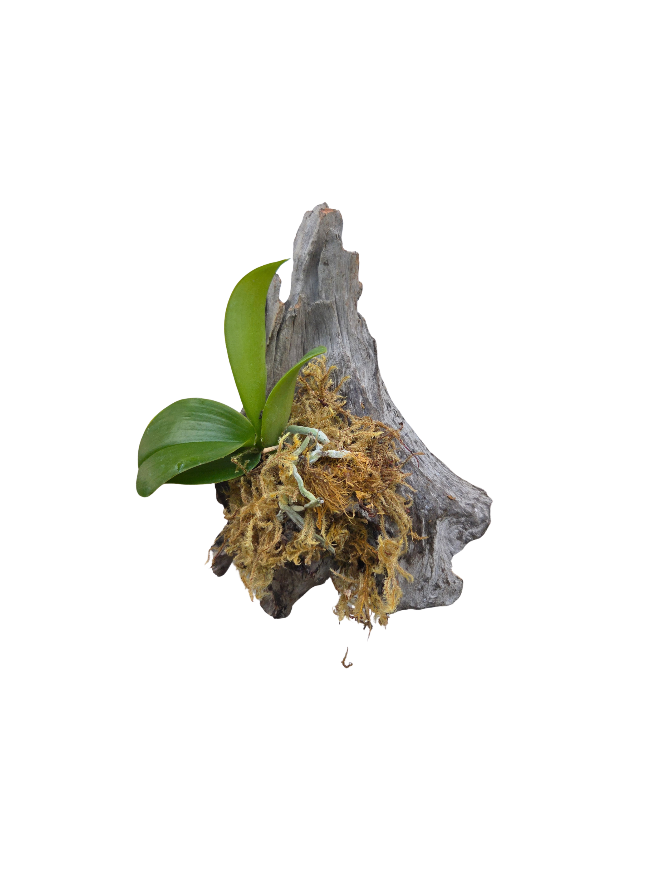 Untitled Design (7).png