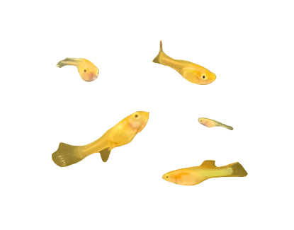 Japan Tropical Sky Guppy (Unsexed Juvenile)