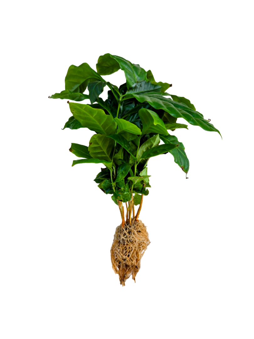 Aquatic Coffee Plant
