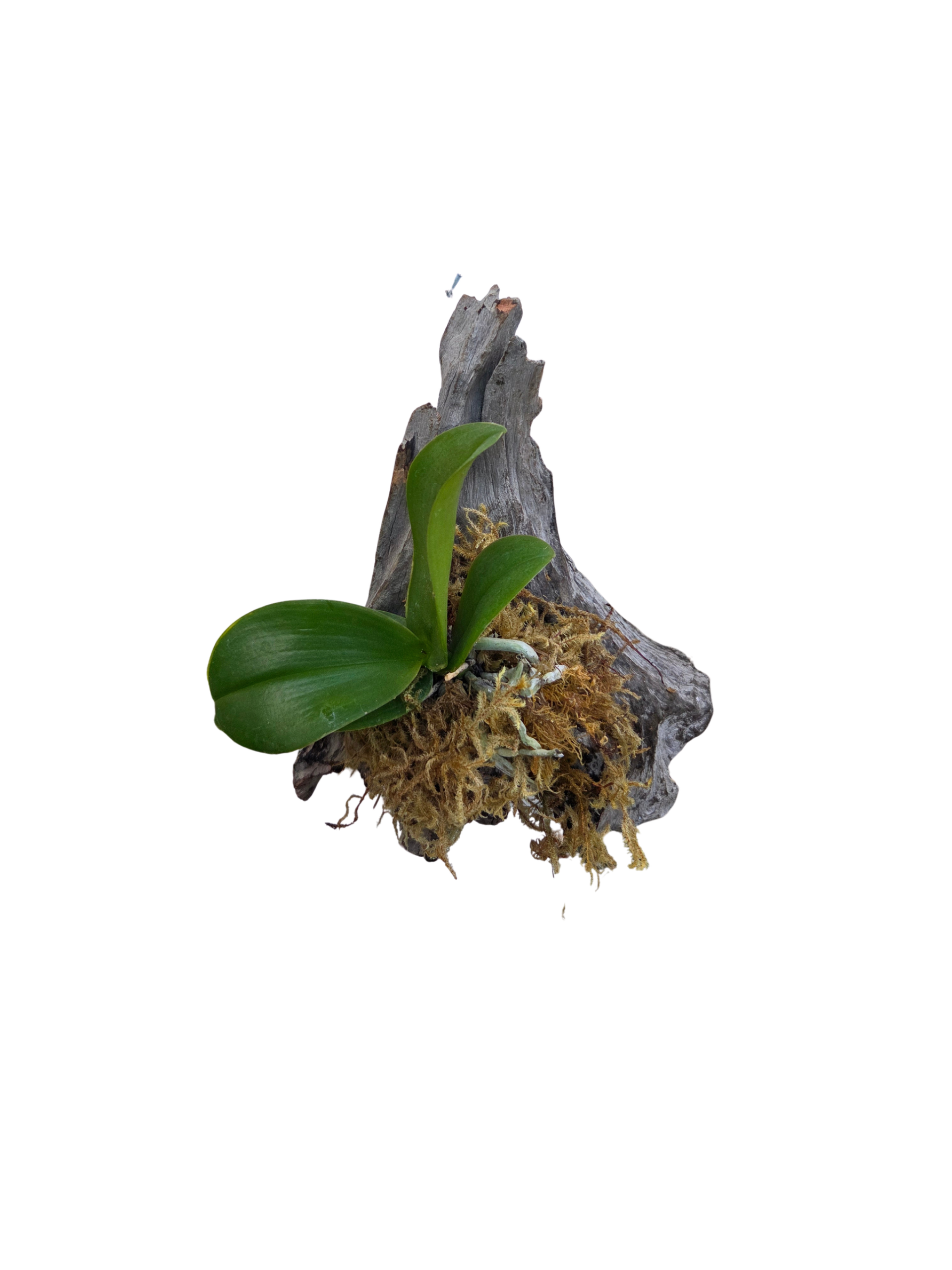 Untitled Design (6).png