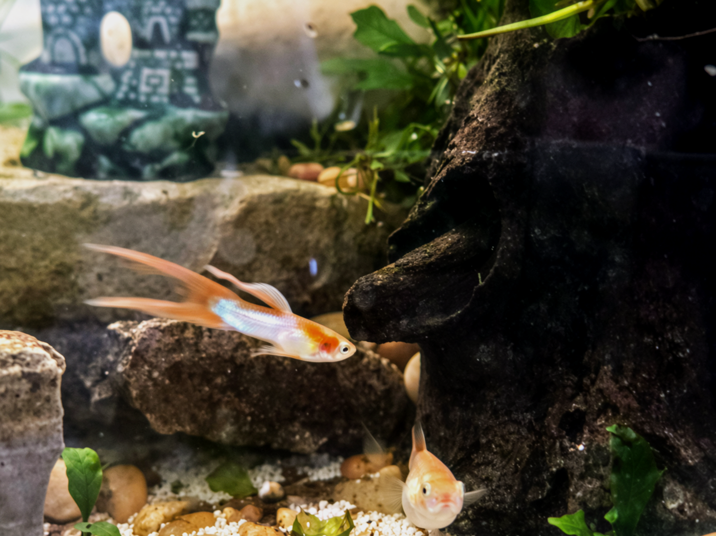 a613a27e-0f81-4606-88c0-f2836f6e5e5c.png