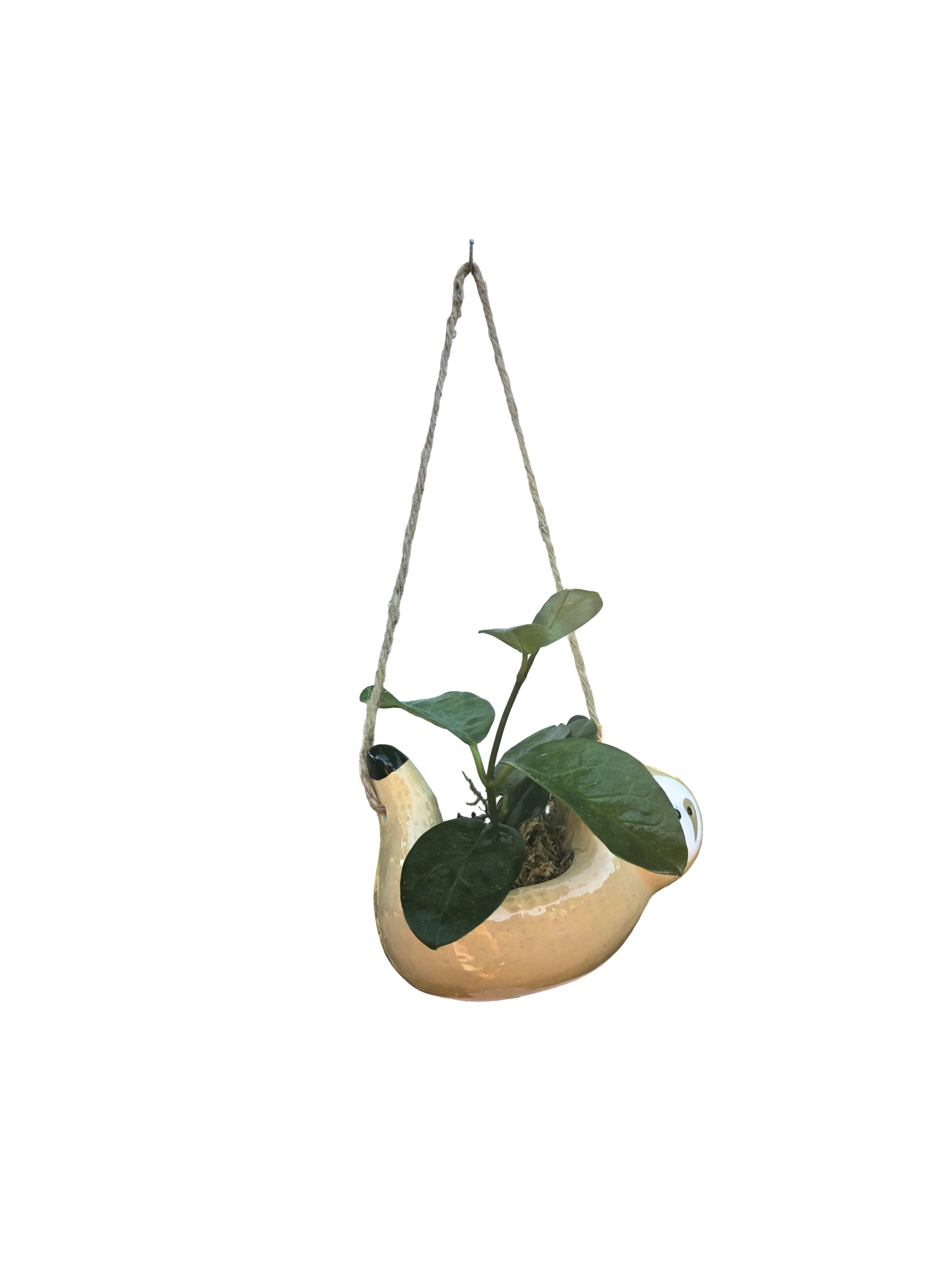Untitled%2BDesign%2B%25289%2529.png