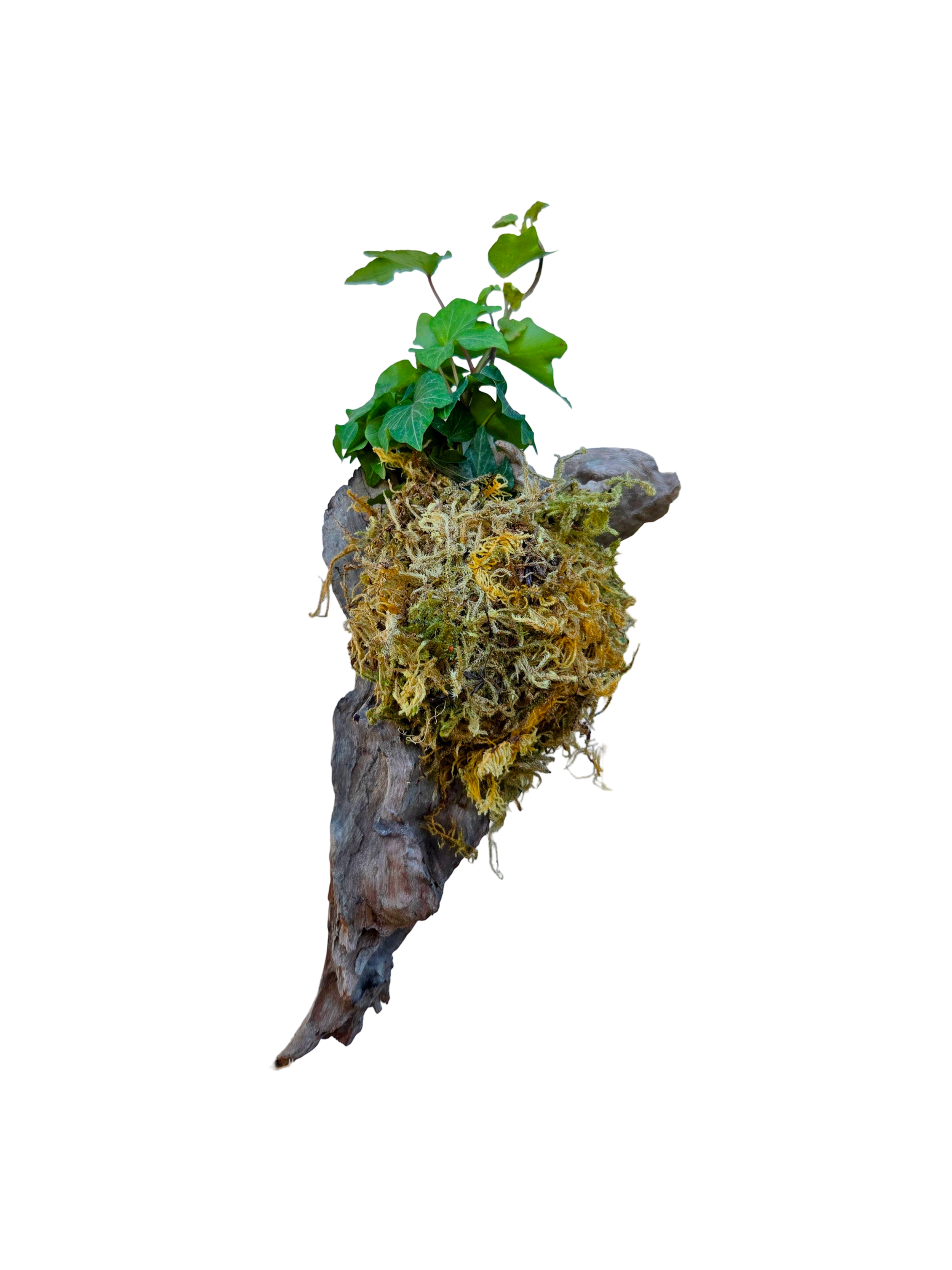 Mounted English Ivy on Driftwood