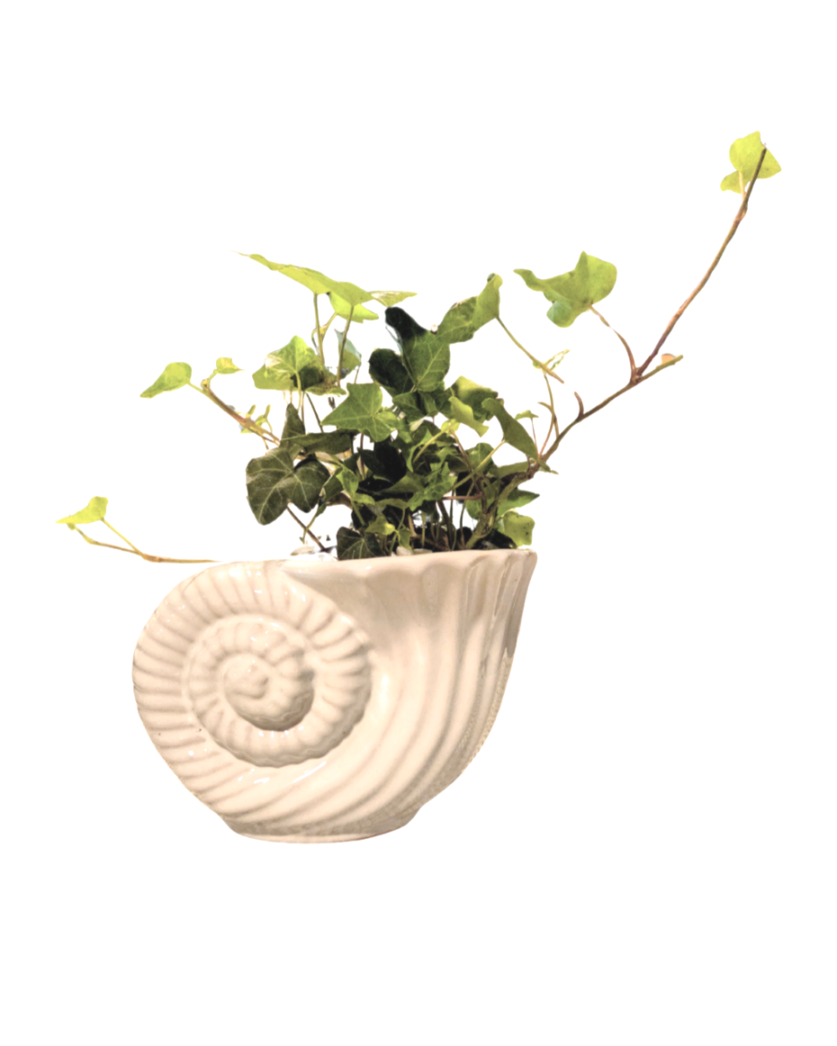 English Ivy Plant in a Seashell Pot