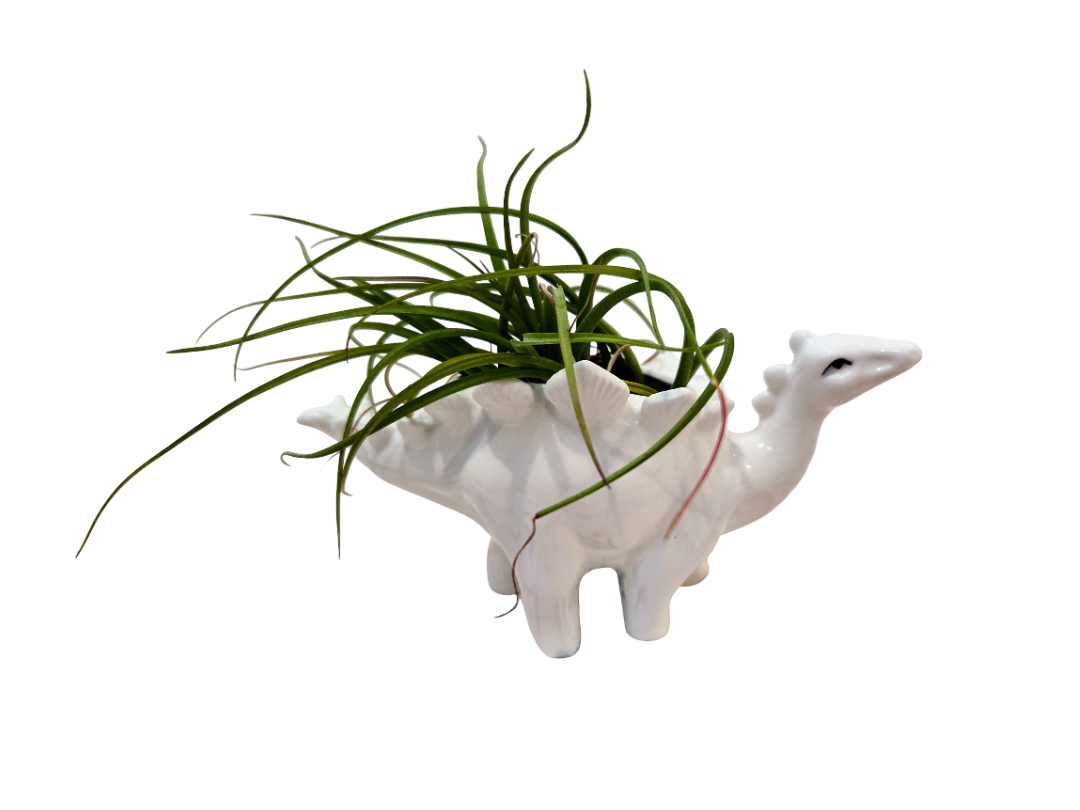 Ceramic Stegosaurus Pot & Plant Combo