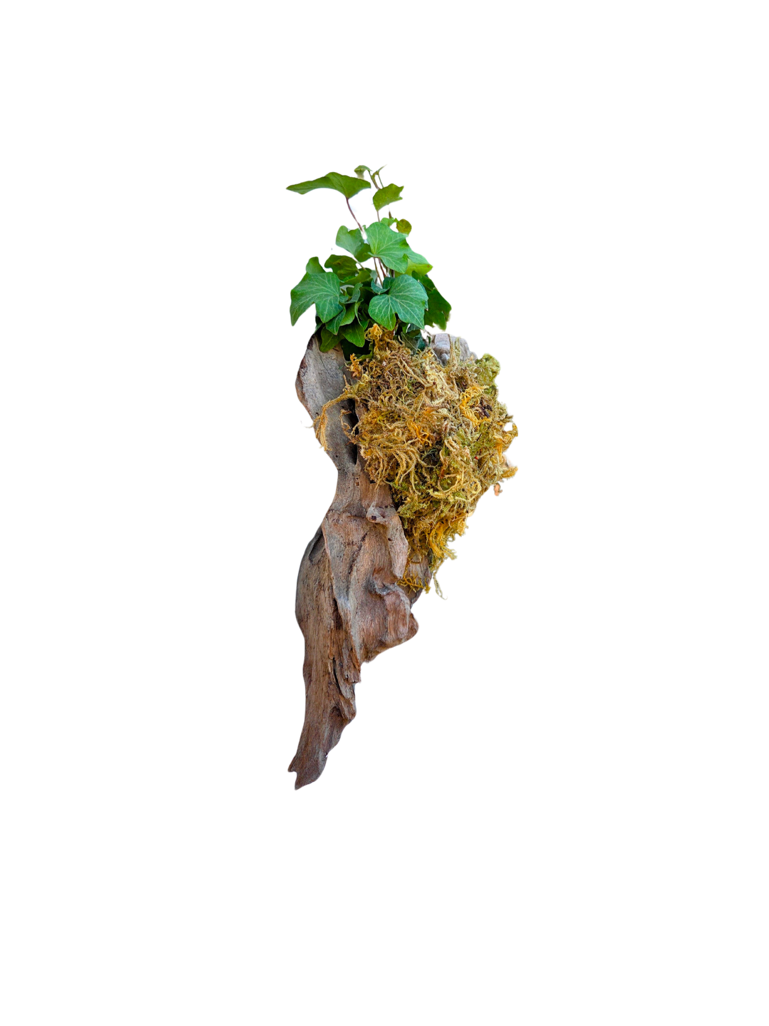 Untitled Design (4).png