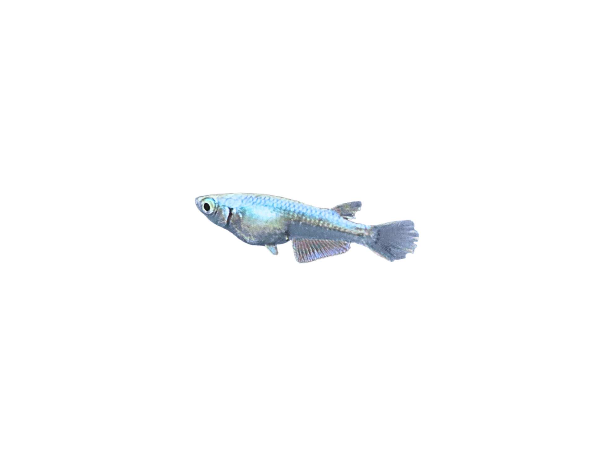 Untitled+Design+%283%29.png