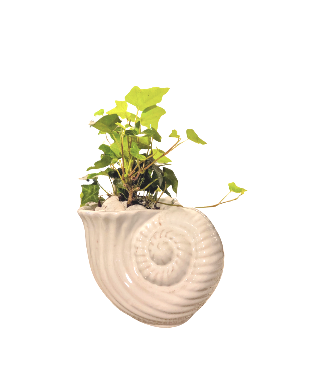 Untitled%252BDesign%252B%2525287%252529.png