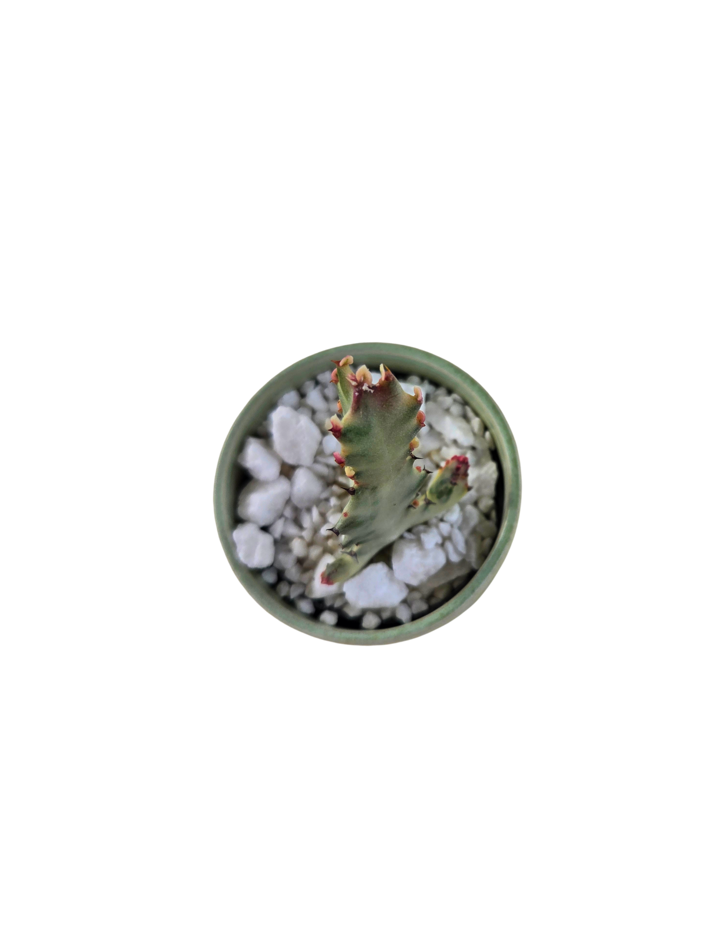 Untitled Design (11).png