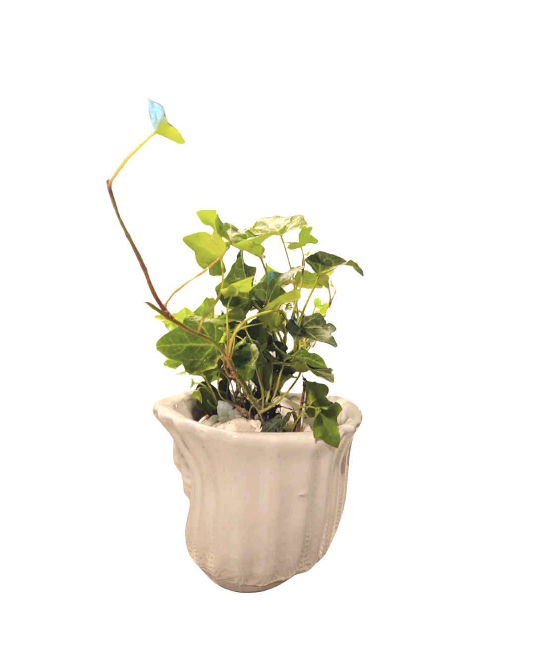 Untitled%2BDesign%2B%25286%2529.png