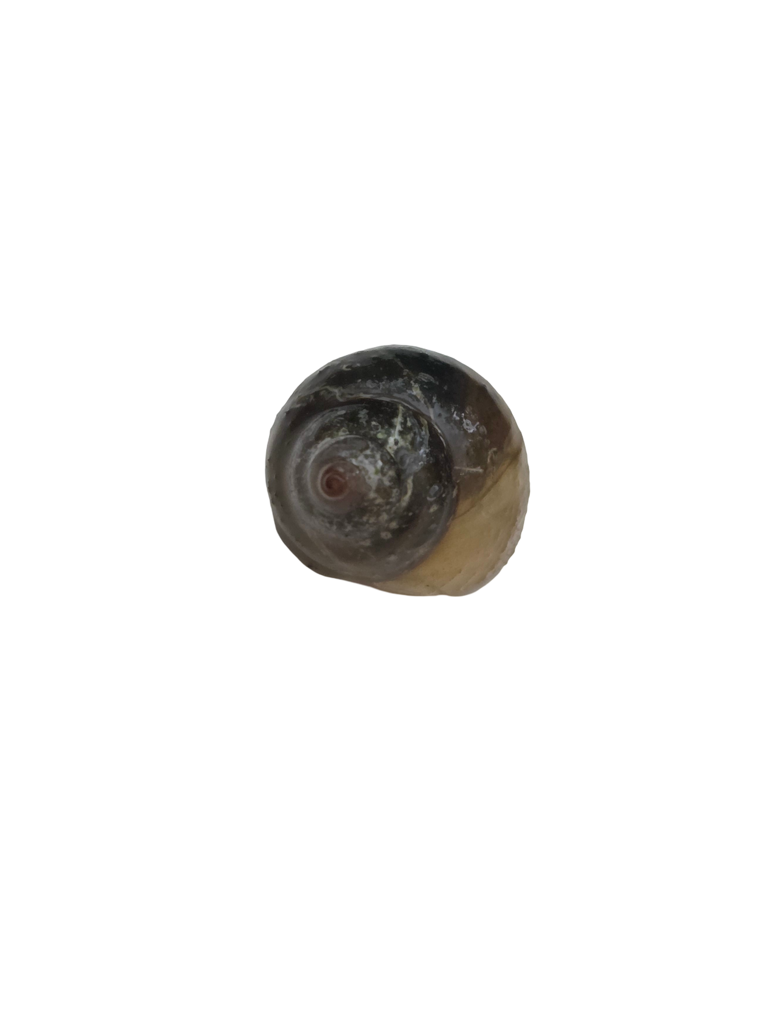 Japanese Trapdoor Snail (Juvenile)