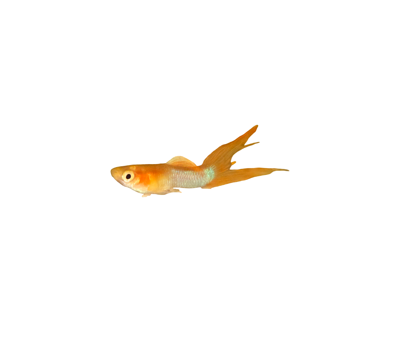 Japan Tropical Sky Guppy (Male)