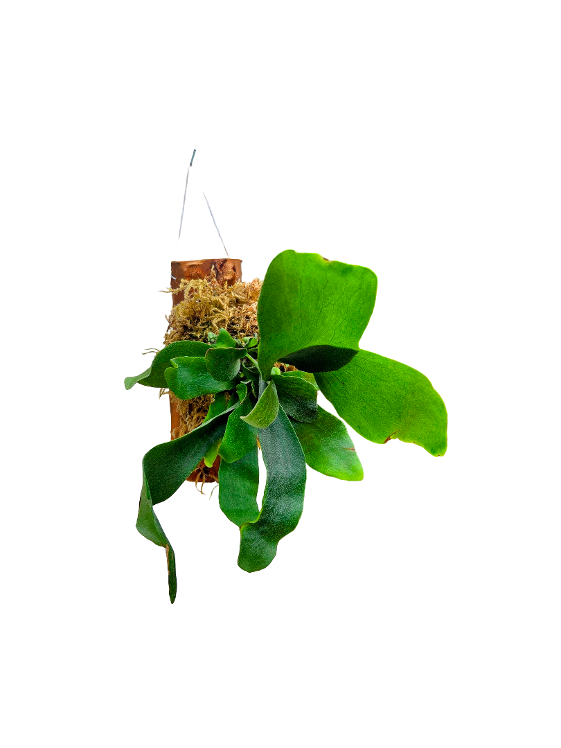 Mounted Staghorn Fern