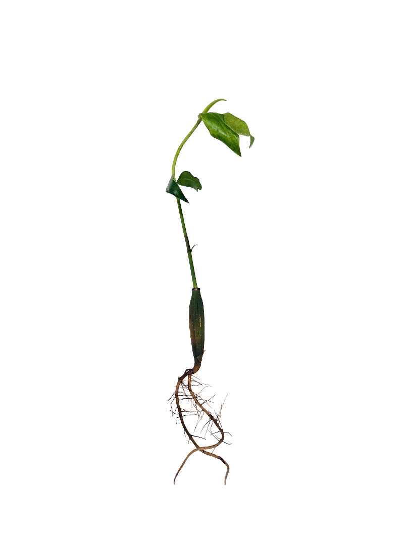 Large-Leaf Orange Mangrove
