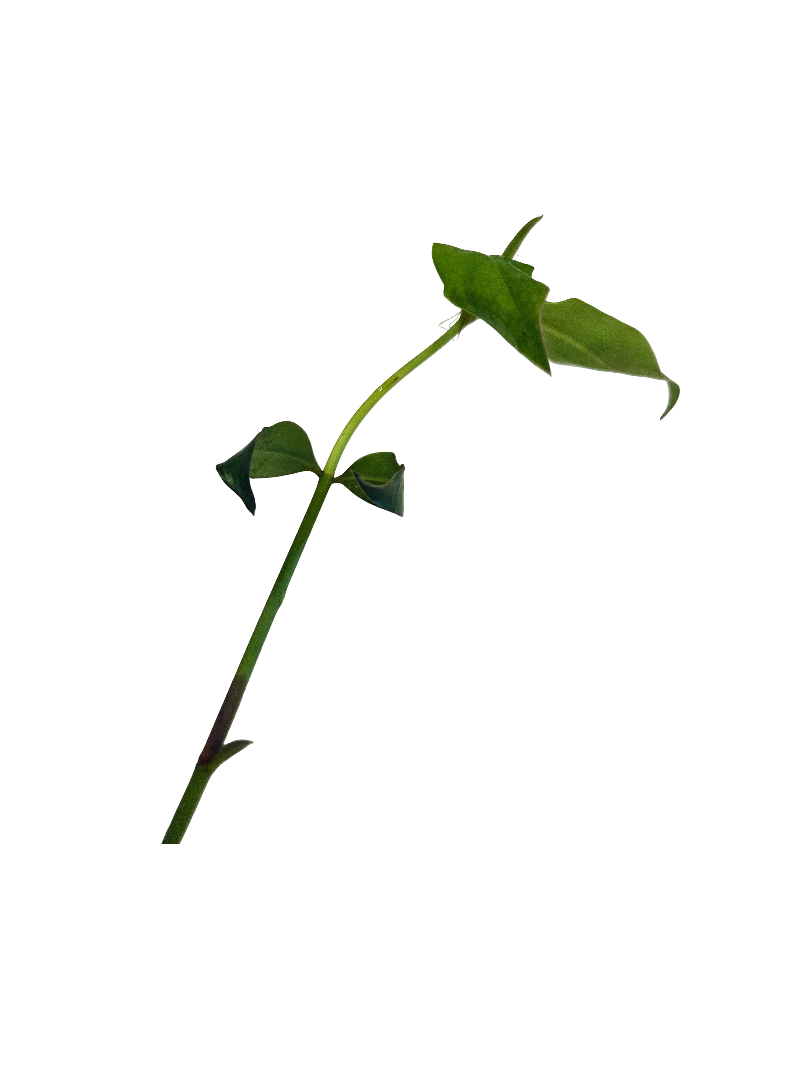 20260827_164930.png