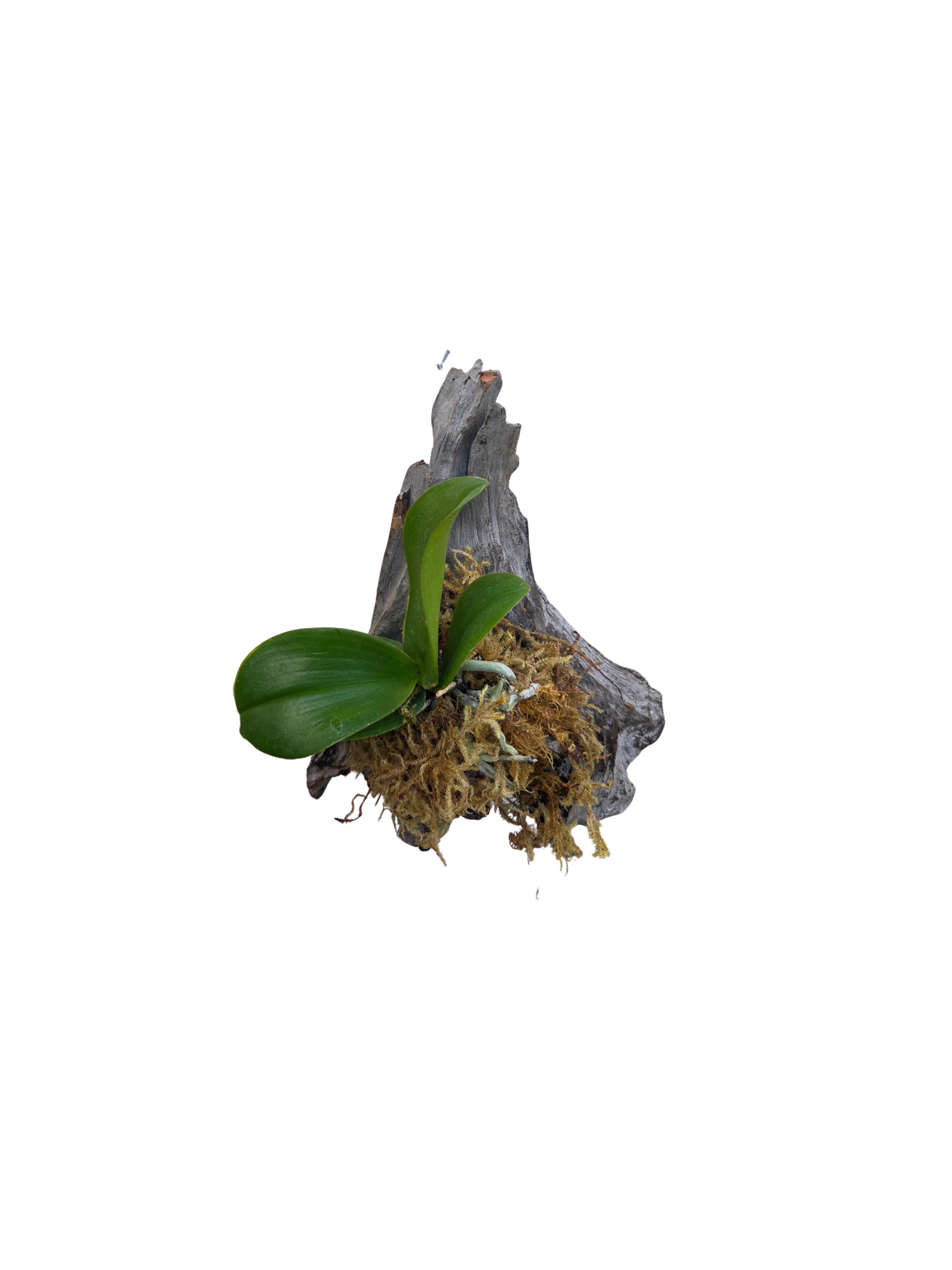 Untitled Design (9).png