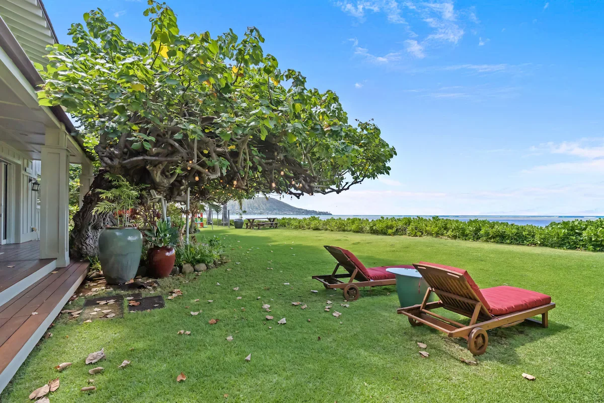 backyard2.webp