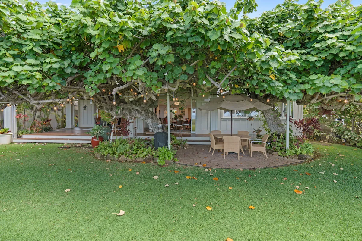 backyard3.webp