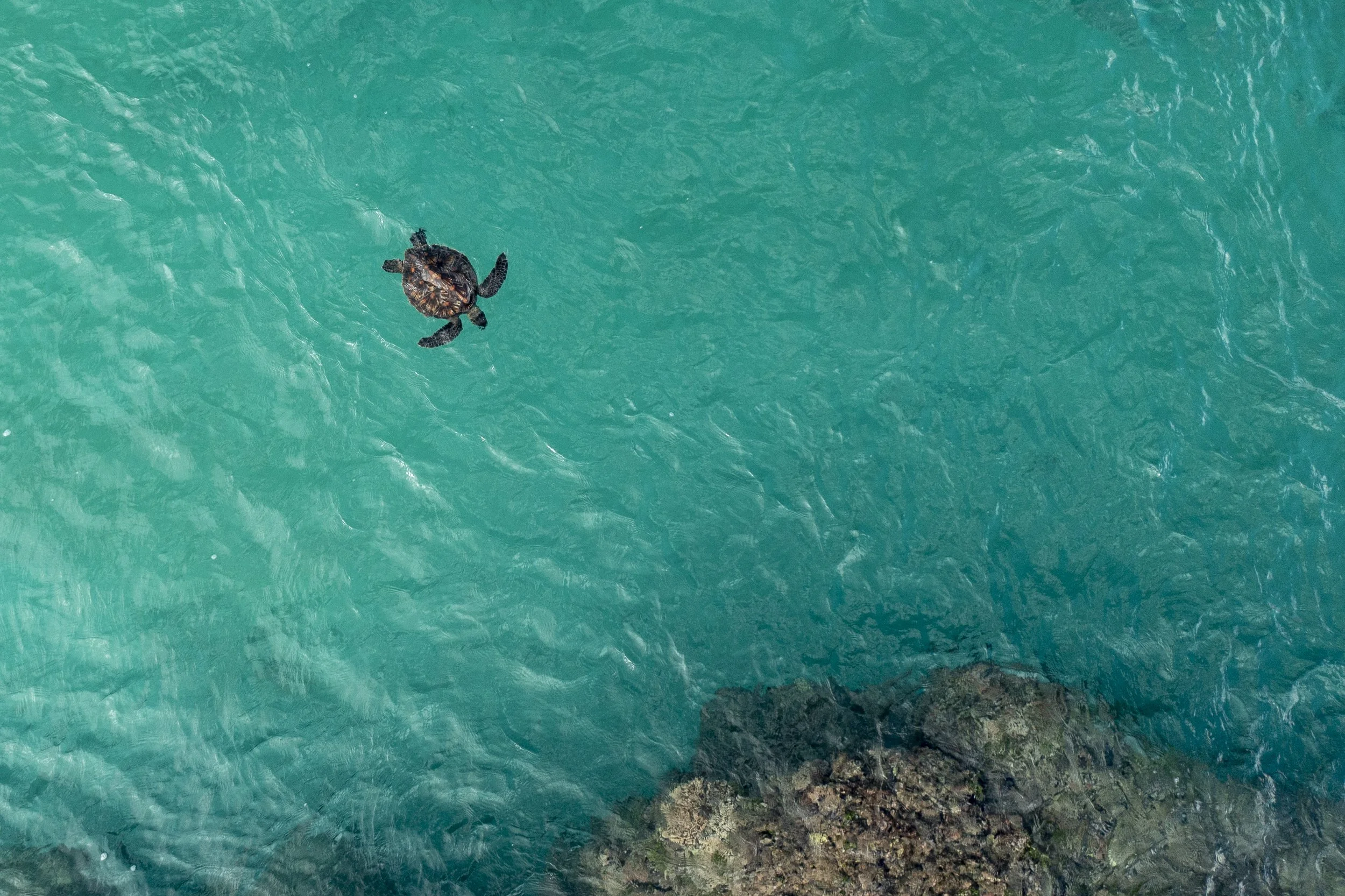 A turtle swimming in clear turquoise ocean water near a rocky shoreline.