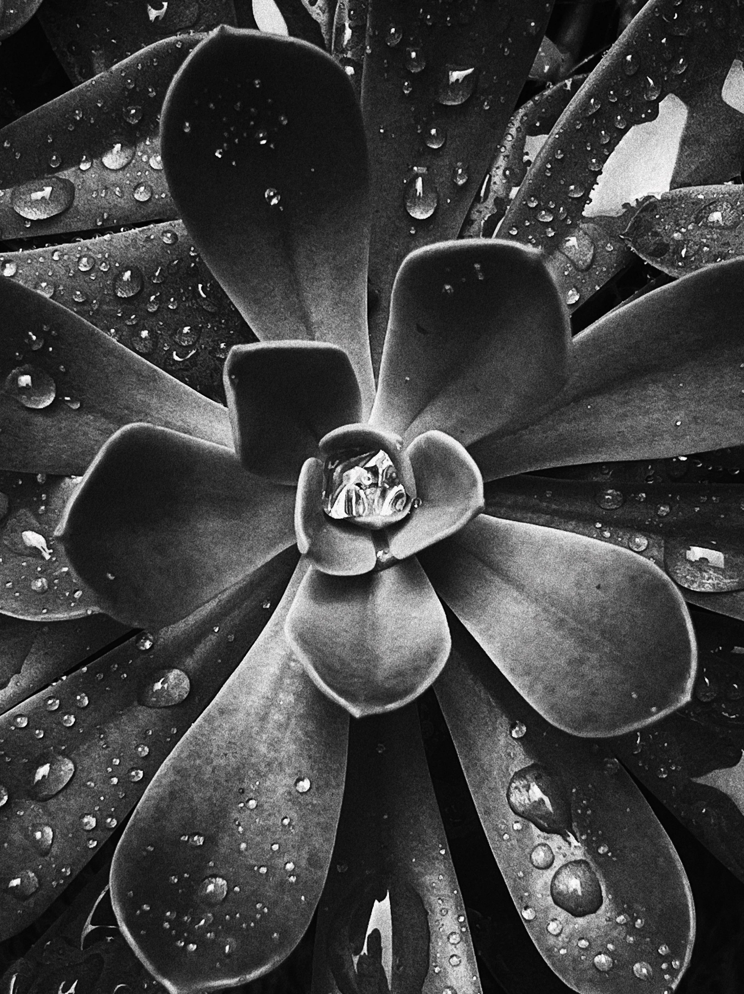 black-and-white-succulent-raindrops-nature-photography-1.JPG