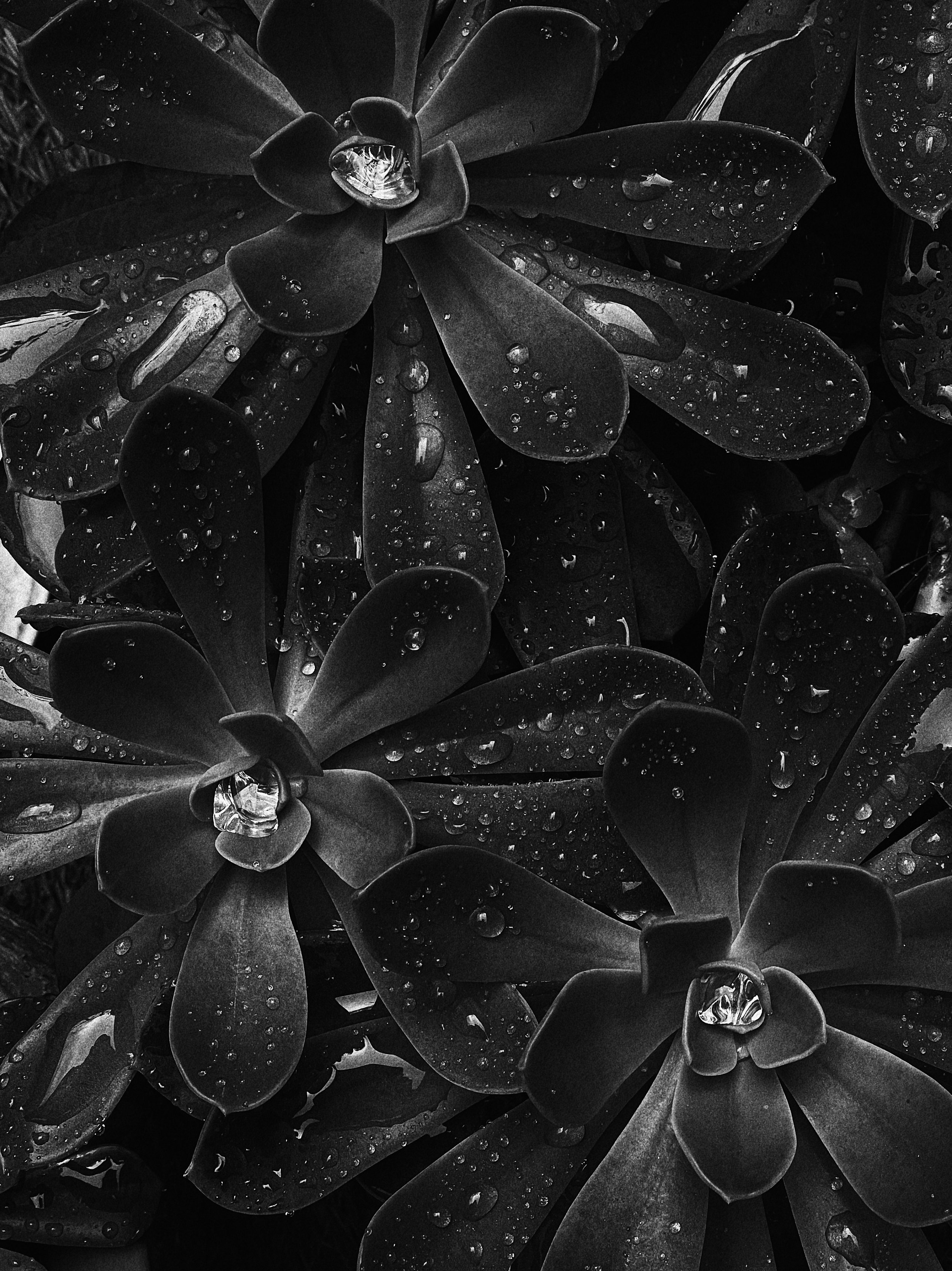 black-and-white-succulent-raindrops-nature-photography-2.JPG